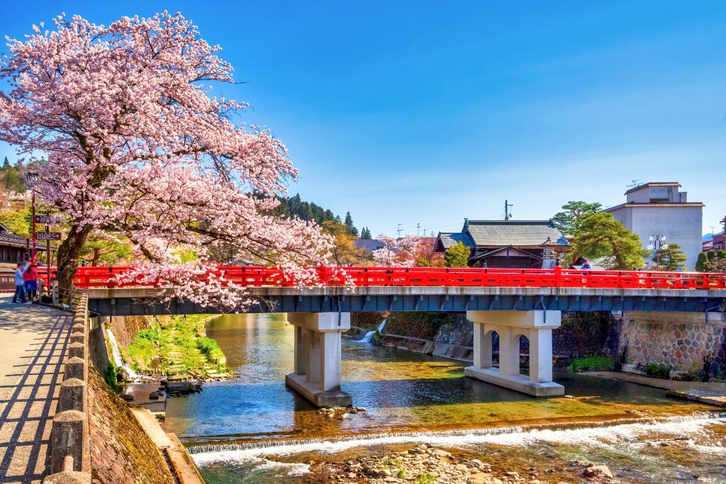 飛騨高山の中橋と桜